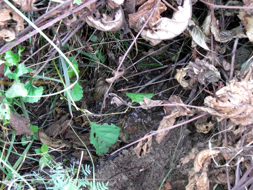 Michelbach 248482922 Zufluss R0019434