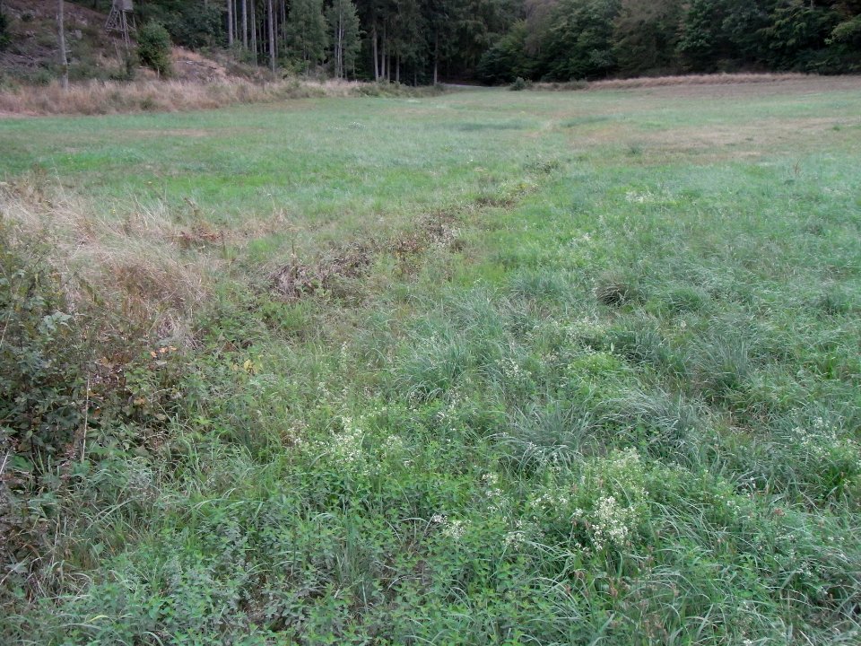 Michelbach 248482922 Wiese ober Zufluss R0019477
