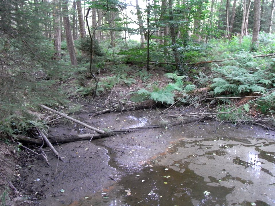 Michelbach 24848292 Tümpel 2 Mischwald R0019325