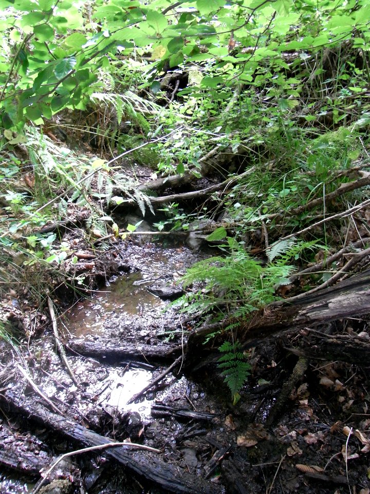 Michelbach 248482922 bei Waldweg R0019497