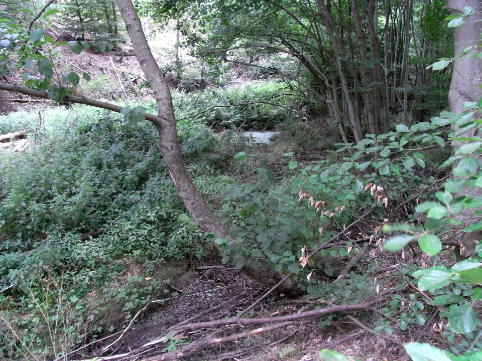 Michelbach 24848292 unterhalb Wiese Wellenhain R0019272