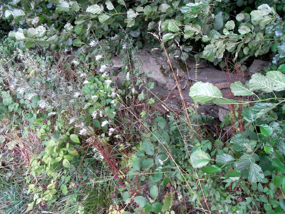 Michelbach 248482922 Trockenmauer am Weg R0019438