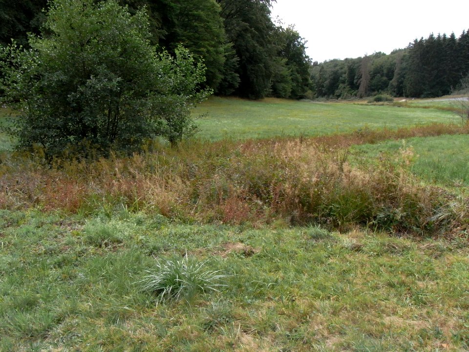 Michelbach 24848292 Zufluss Wald km 1,24 R0019402
