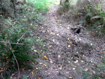 Michelbach Zufluss Engelseifen im Wald R0019947