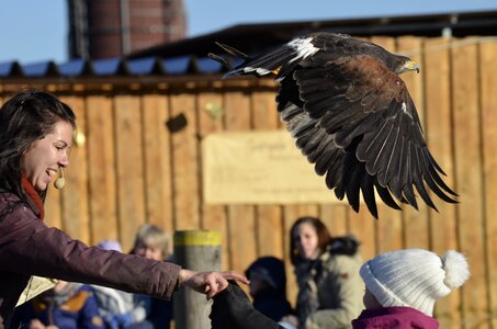 Bird bird of prey portrait