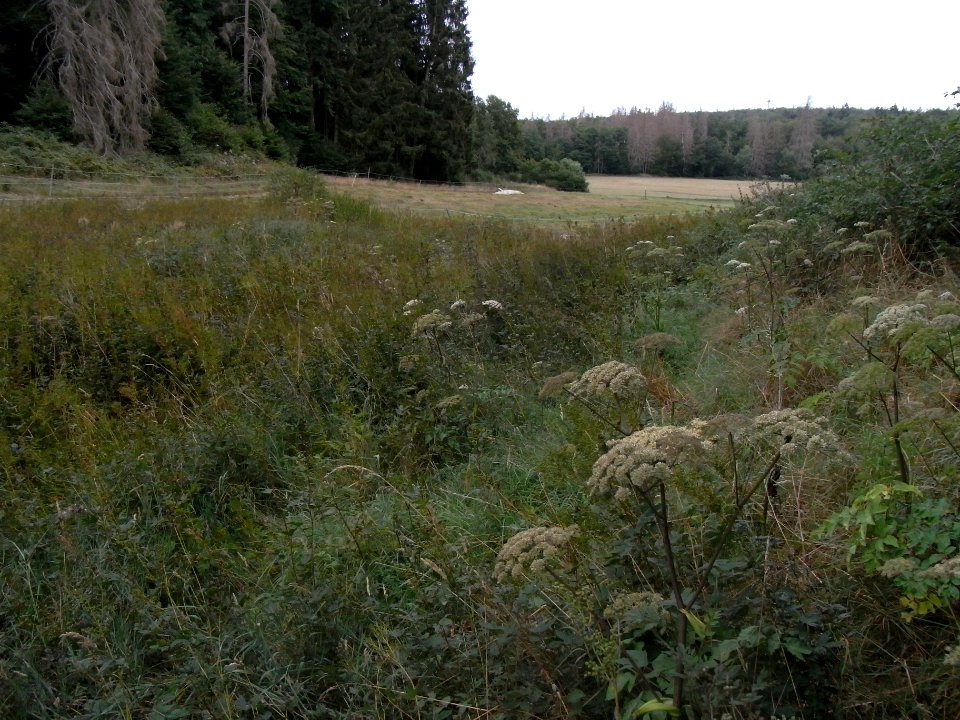 Michelbach 24848292 Ende Wiese Wellenhain mit Hesselberg R0019278