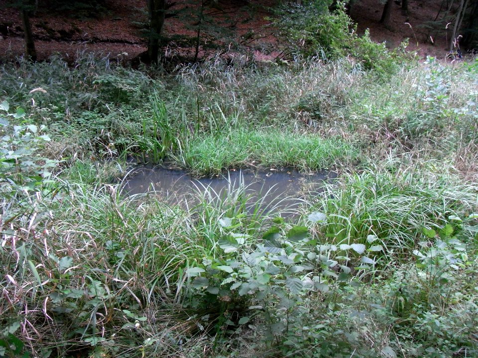 Michelbach 24848292 Tümpel R0019243
