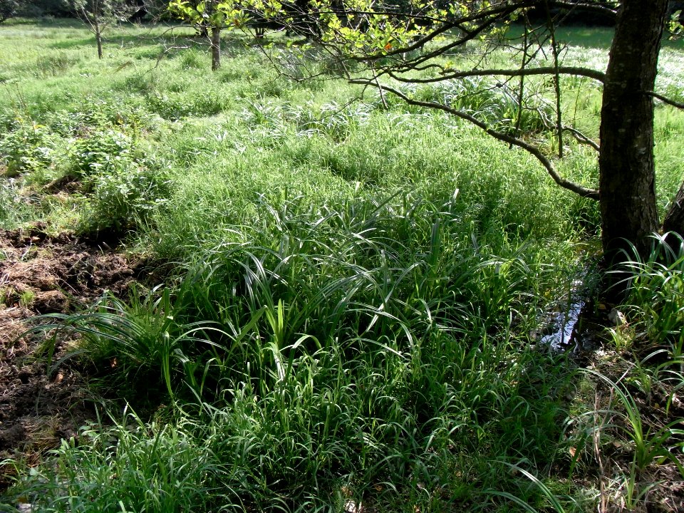 Michelbach 248482942 Mündungsbereich R0018922