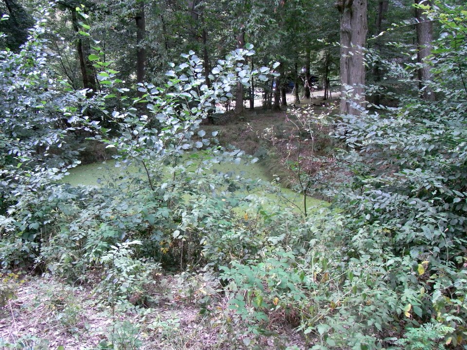 Michelbach 248482922 unterer Teich im Wald R0019473