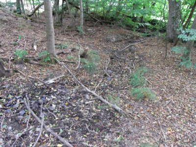 Michelbach 248482922 Zufluss im Wald R0019442