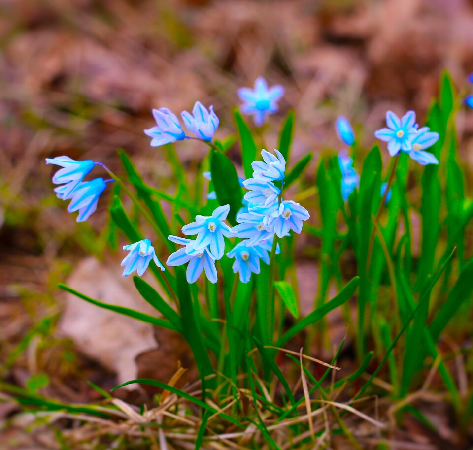 Garden closeup spring flowers