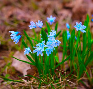Garden closeup spring flowers