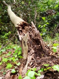 Mid-April plants at Institute for Nature Study