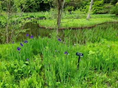 Mid-April plants at Institute for Nature Study 3