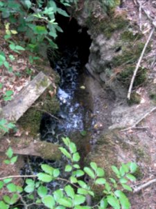 Michelbach 24848292 Übergang Ex-Nadelwald Schweflige Bakterien R0019306