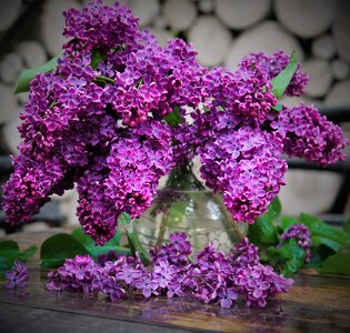 Flowers plant nature