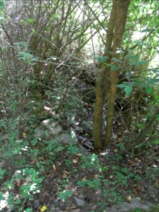 Michelbach Zufluss km 3,85 Auslass unter Weg R0019178