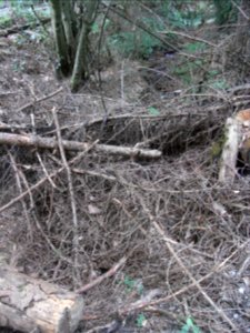 Michelbach Zufluss km 3,85 ober Hauptweg R0019209