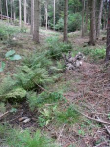 Michelbach Zufluss km 3,85 R0019200