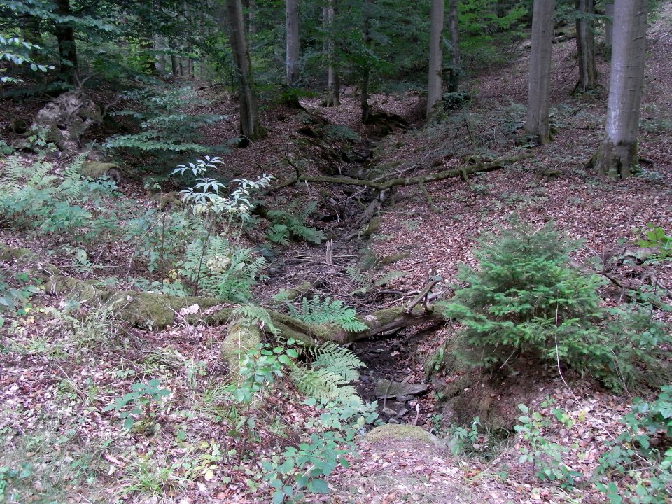 Michelbach Zufluss Schleichebach Einlass zweiter Weg R0019831