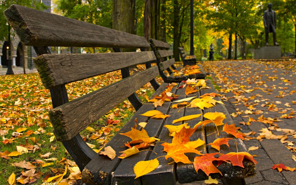 Bench leaf yellow