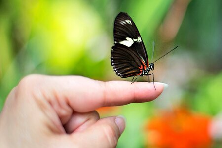 Insect nature fragility