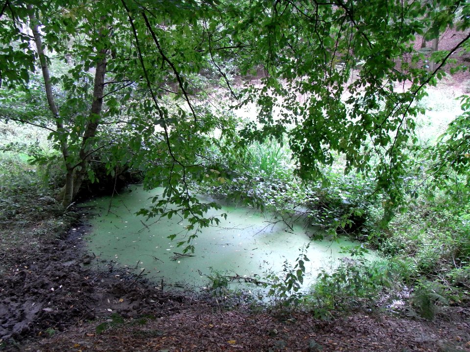 Michelbach Zufluss Schleichebach Teich am Michelbach R0019871