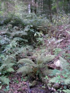 Michelbach Zufluss Schleichebach ober Weg R0019830