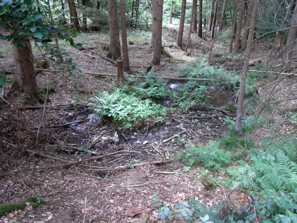 Michelbach Zufluss km 3,85 Quelle abwärts R0019220