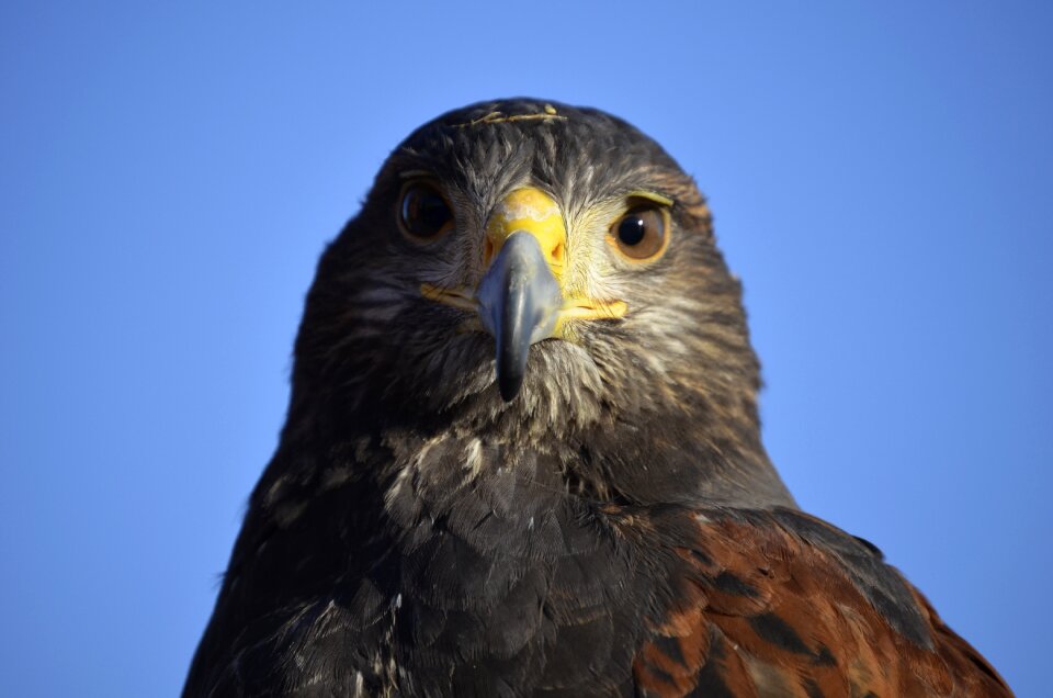 Bird bird of prey portrait