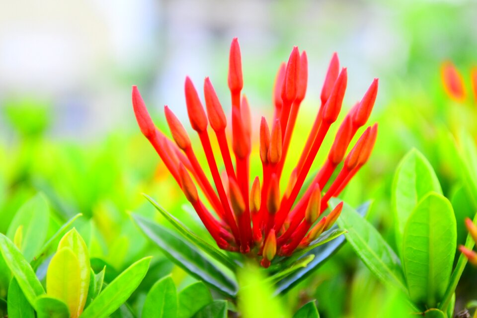 Floral plant summer