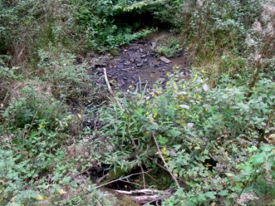 Michelbach Bachbett ober Schleichebach R0019878