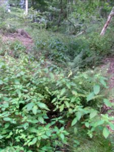 Michelbach Zufluss 24848294 nahe Waldweg R0018823