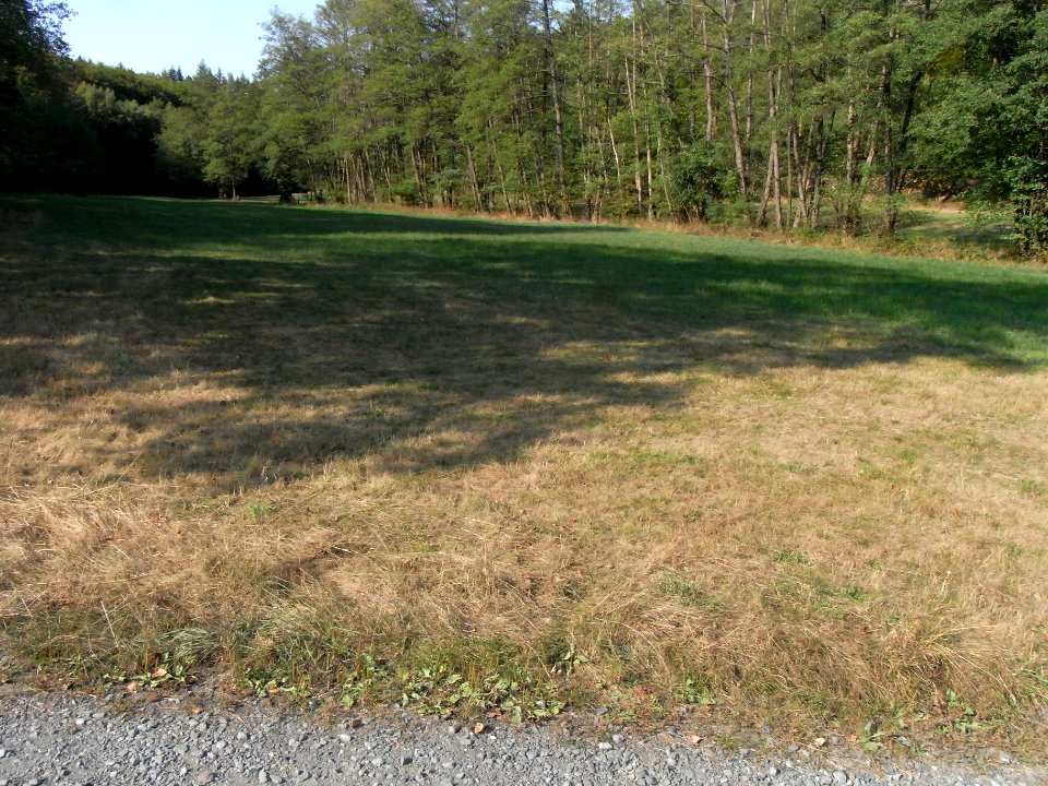 Michelbach Weg Herrnholz Tal aufwärts R0020131