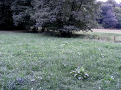 Michelbach Zufluss 24848292 in Aue R0019157