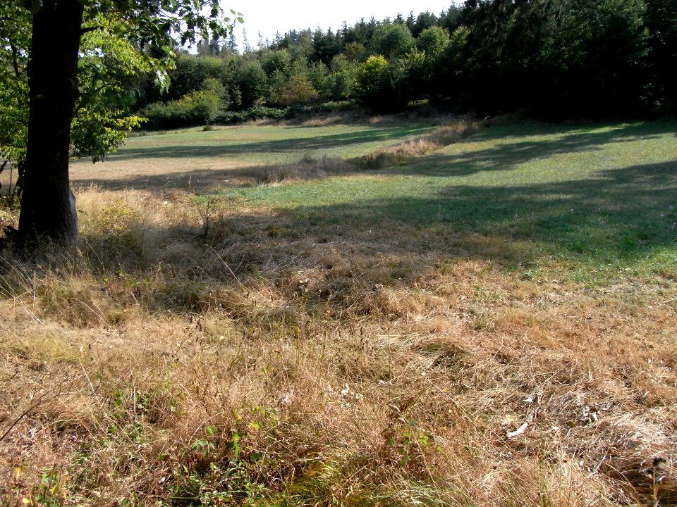 Michelbach Zufluss 24848212 Zulauf Wald R0020128