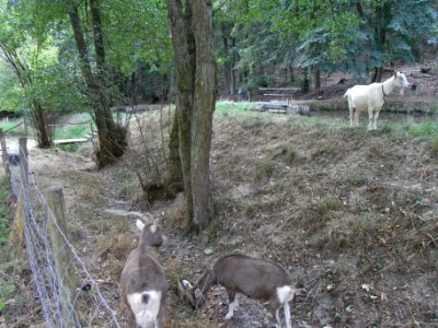 Michelbach untere Teiche Ziegen R0020230