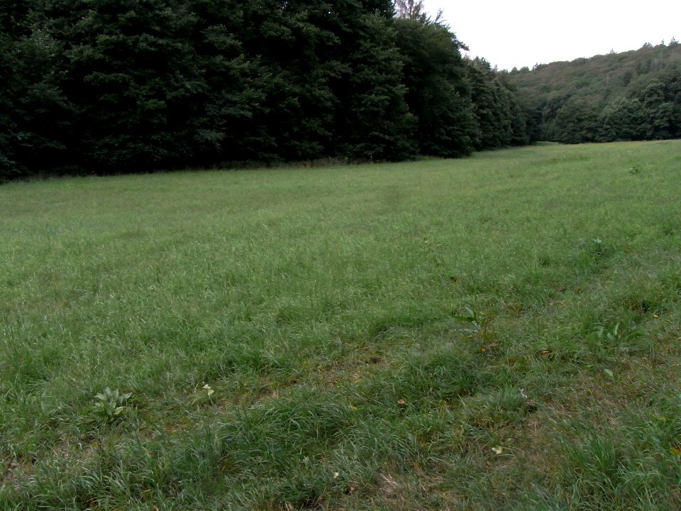 Michelbach Auwiese aufwärts R0019165