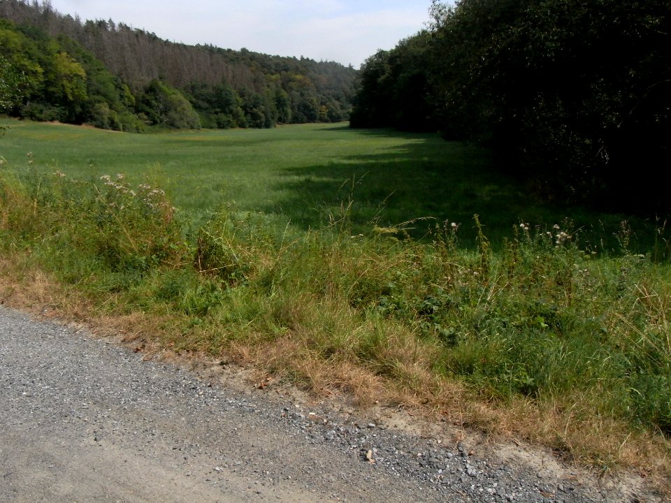 Michelbach Aue in der Michelbach R0018795