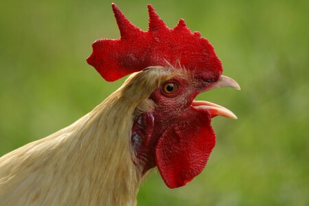 Gockel poultry farm