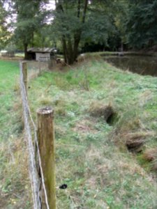 Michelbach untere Teiche Umlauf mit Ziegen R0020227