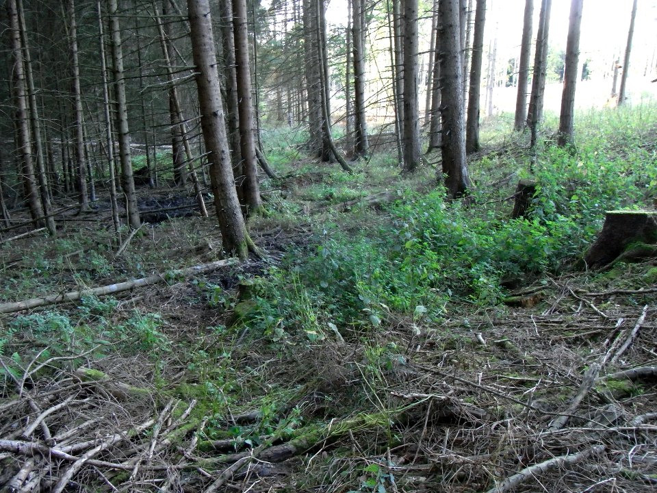 Michelbach ober Quellwiese am Kahlschlag R0020214