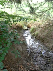 Michelbach ober Teiche an Quellwiese R0020187