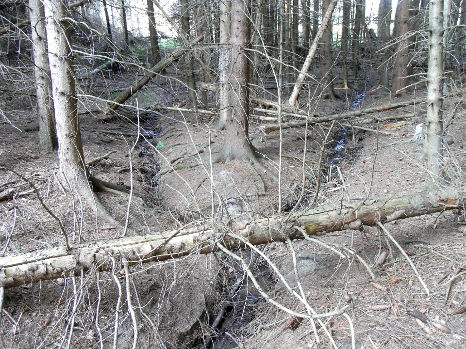 Michelbach ober Quellwiese im Nadelwald R0020206