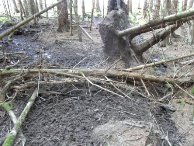 Michelbach ober Quellwiese im Nadelwald R0020212