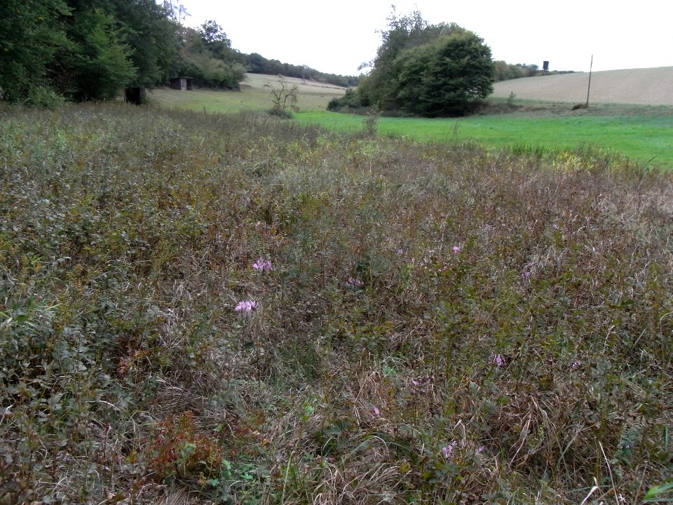 Michelbach unter Engelseifen Feuchtwiese mit Herbstzeitlosen R0019964