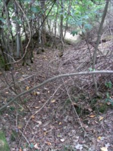 Michelbach Zufluss Engelseifen im Wald Blick abwärts R0019948