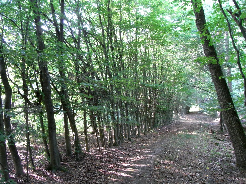 Michelbach obere Teiche Hainbuchenhecke R0020166