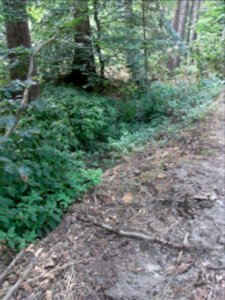 Michelbach Zufluss Dieflus Bachbett Nadelwald R0018741