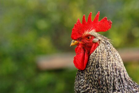 Chicken red nature photo